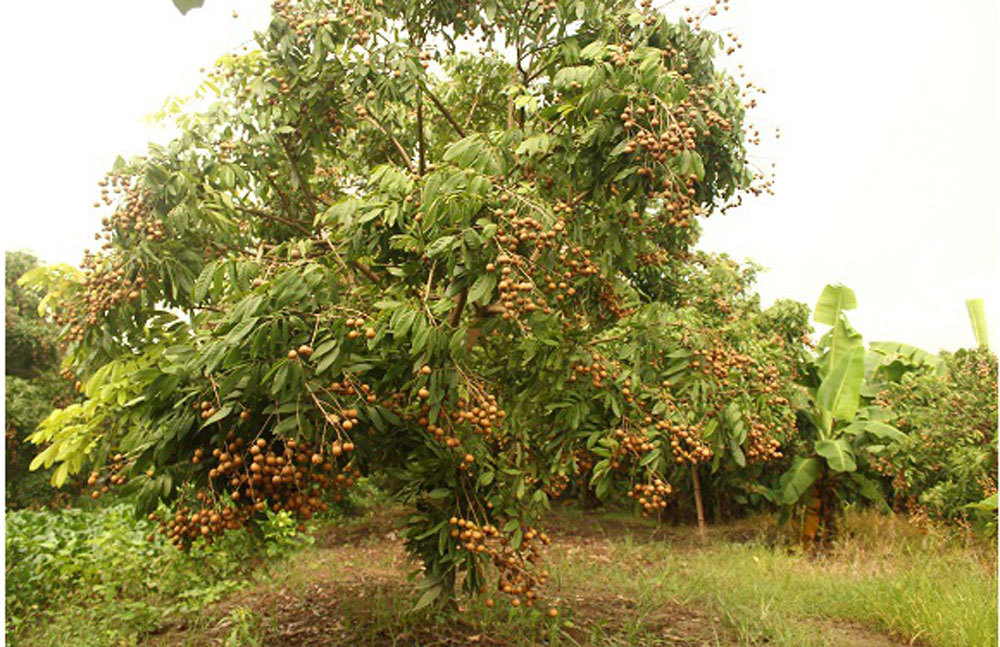 Nhãn chín sớm Hưng Yên mất mùa, giá bán tăng vọt-2