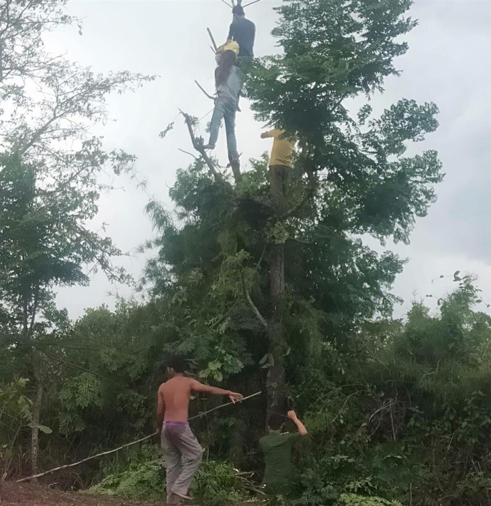 Trèo cây hái lá cho dê ăn, một phụ nữ ở Đắk Lắk bị điện giật tử vong-1