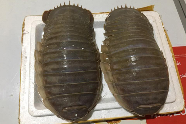 Hình dáng đáng sợ, xấu xí nhưng loài sinh vật biển này lại được hội nhà giàu săn đón vì ngon hơn cả tôm hùm-1