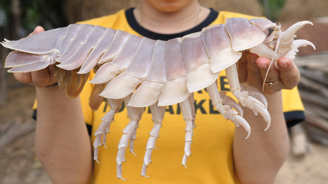 Hình dáng đáng sợ, xấu xí nhưng loài sinh vật biển này lại được hội nhà giàu săn đón vì ngon hơn cả tôm hùm-3