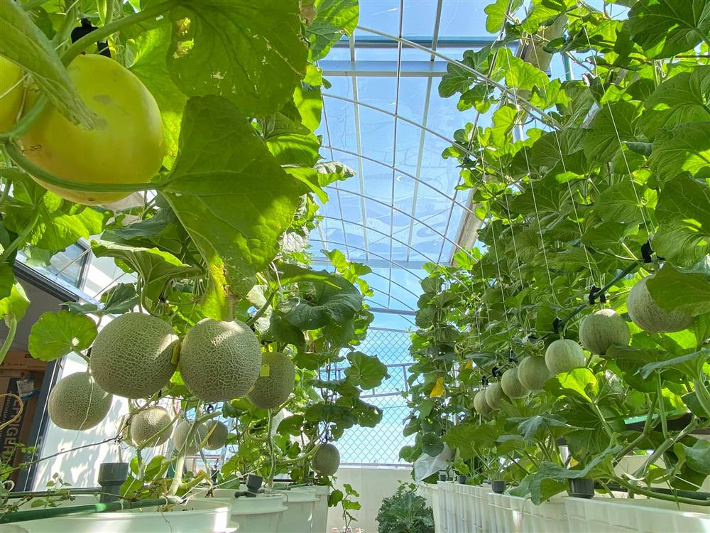 Đã mắt với khu vườn xanh um trên sân thượng, bội thu loại quả tròn căng, ngọt ngào-1