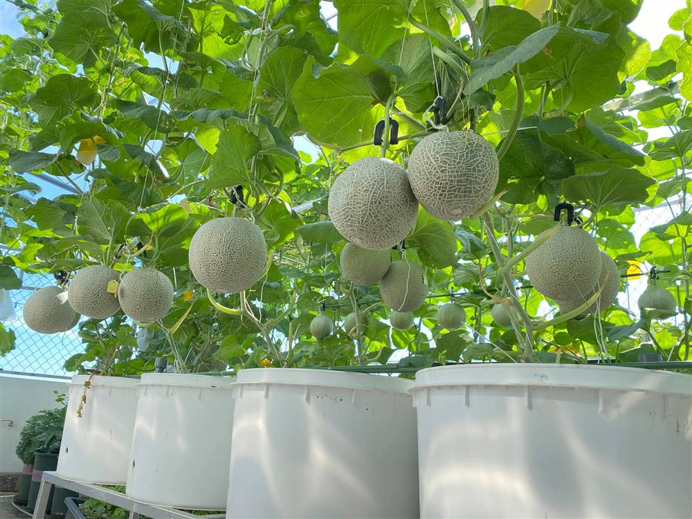 Đã mắt với khu vườn xanh um trên sân thượng, bội thu loại quả tròn căng, ngọt ngào-2