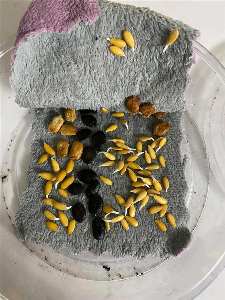 Đã mắt với khu vườn xanh um trên sân thượng, bội thu loại quả tròn căng, ngọt ngào-3