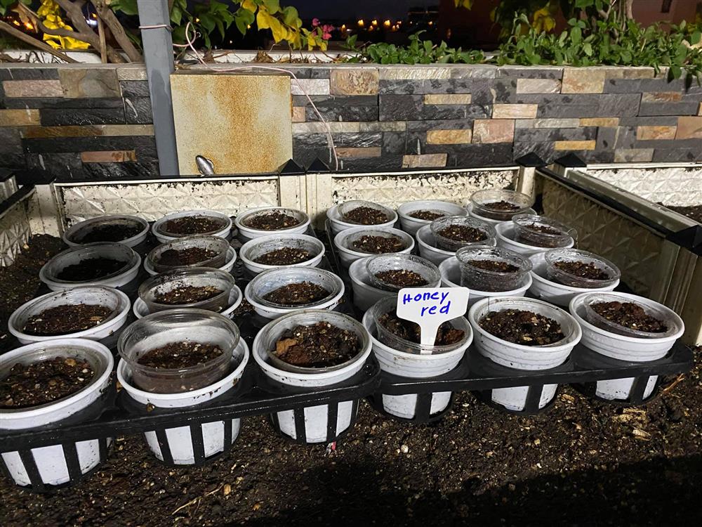 Đã mắt với khu vườn xanh um trên sân thượng, bội thu loại quả tròn căng, ngọt ngào-4