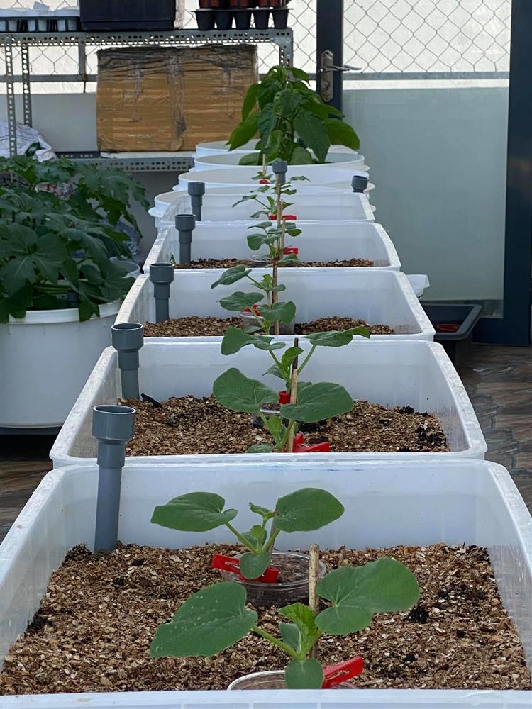 Đã mắt với khu vườn xanh um trên sân thượng, bội thu loại quả tròn căng, ngọt ngào-6