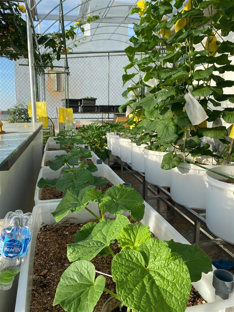 Đã mắt với khu vườn xanh um trên sân thượng, bội thu loại quả tròn căng, ngọt ngào-7