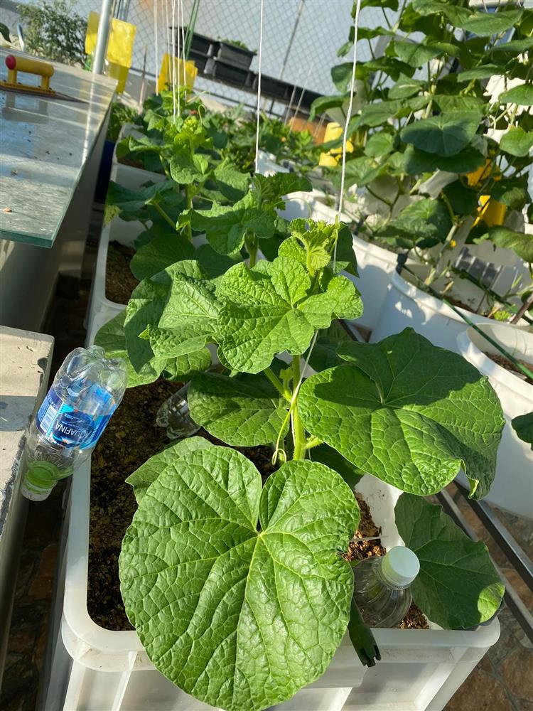 Đã mắt với khu vườn xanh um trên sân thượng, bội thu loại quả tròn căng, ngọt ngào-8