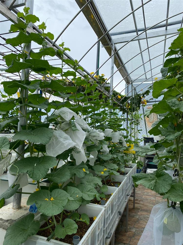 Đã mắt với khu vườn xanh um trên sân thượng, bội thu loại quả tròn căng, ngọt ngào-9