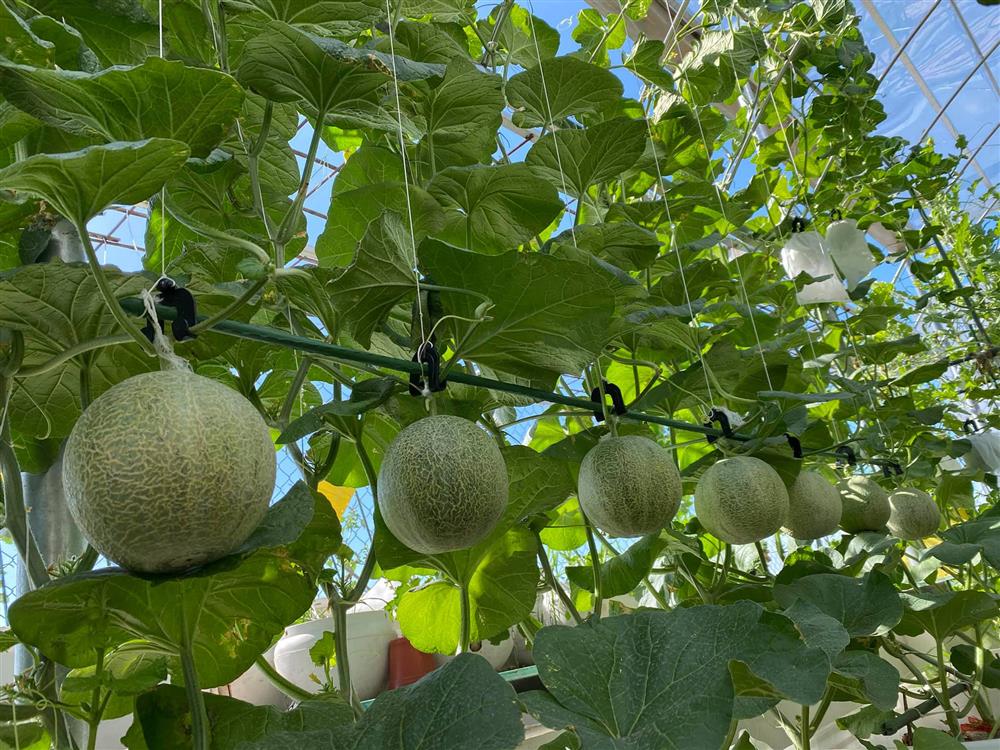 Đã mắt với khu vườn xanh um trên sân thượng, bội thu loại quả tròn căng, ngọt ngào-10