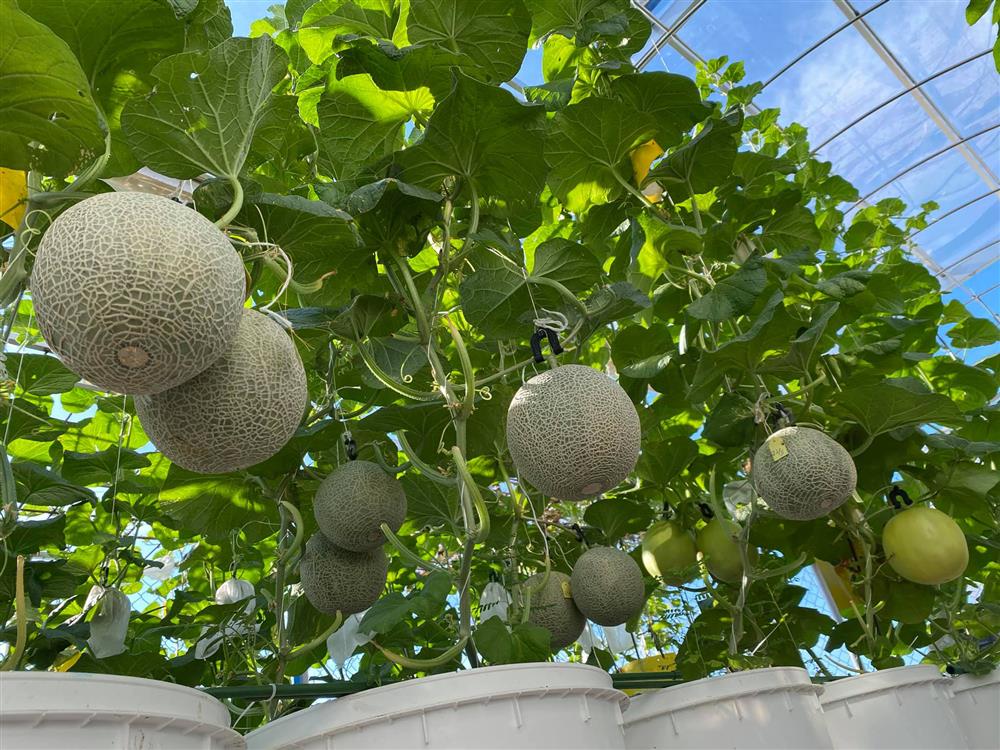 Đã mắt với khu vườn xanh um trên sân thượng, bội thu loại quả tròn căng, ngọt ngào-11