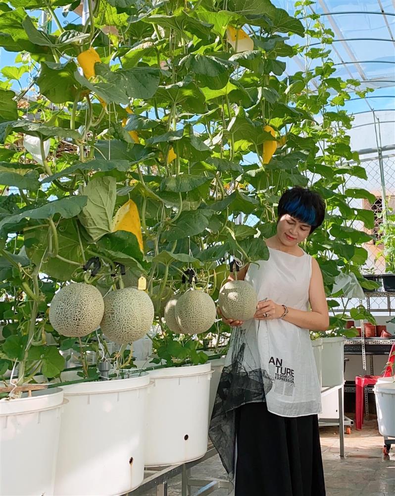 Đã mắt với khu vườn xanh um trên sân thượng, bội thu loại quả tròn căng, ngọt ngào-12