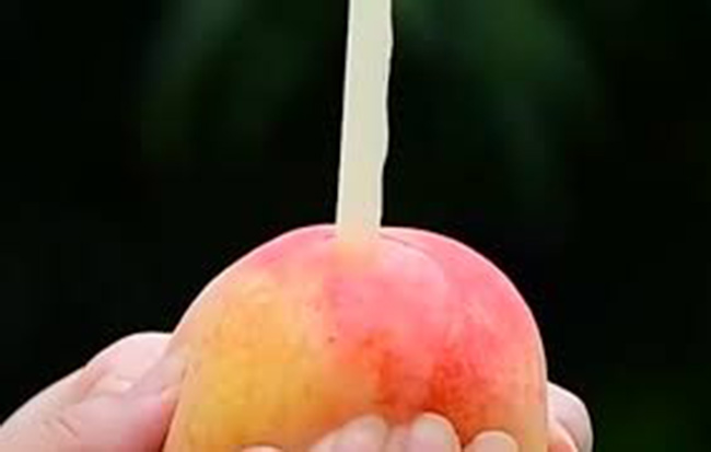 Đào cắm ống hút gần 1 triệu đồng/kg đang gây sốt có gì đặc biệt?-1