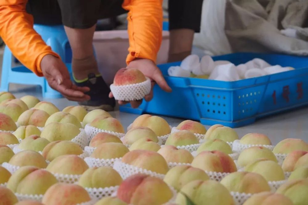 Đào cắm ống hút gần 1 triệu đồng/kg đang gây sốt có gì đặc biệt?-3