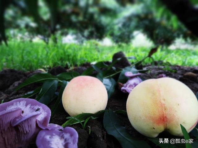 Đào cắm ống hút gần 1 triệu đồng/kg đang gây sốt có gì đặc biệt?-9