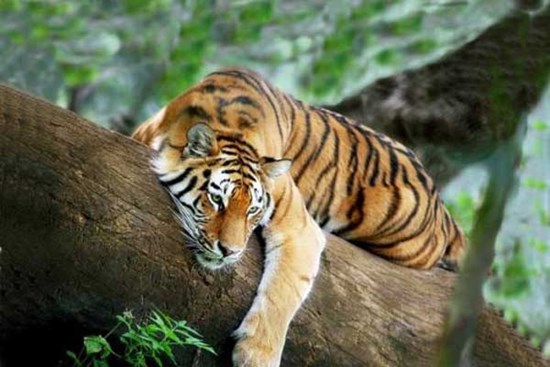 3 con giáp thời trẻ thất bại, khốn khó, bước vào tuổi trung niên tài lộc vượng phát, thành công rực rỡ