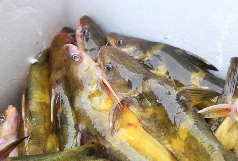 Của hiếm sông Đà: Loài cá vàng óng, muốn ăn phải đặt trước nửa năm-1