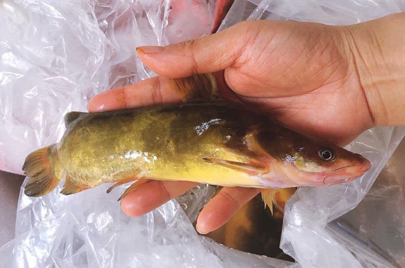 Của hiếm sông Đà: Loài cá vàng óng, muốn ăn phải đặt trước nửa năm-2