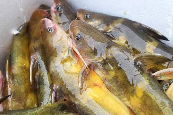 Loài cá đỏ như máu, mang ý nghĩa quyền quý và thịnh vượng được đại gia Việt săn mua-19