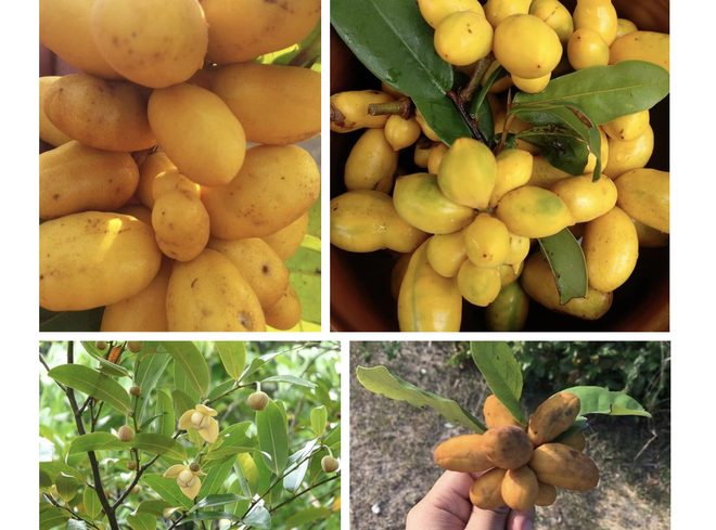 Thứ quả chỉ to hơn ngón tay, có tên lạ đời khiến nhiều người ngạc nhiên-2