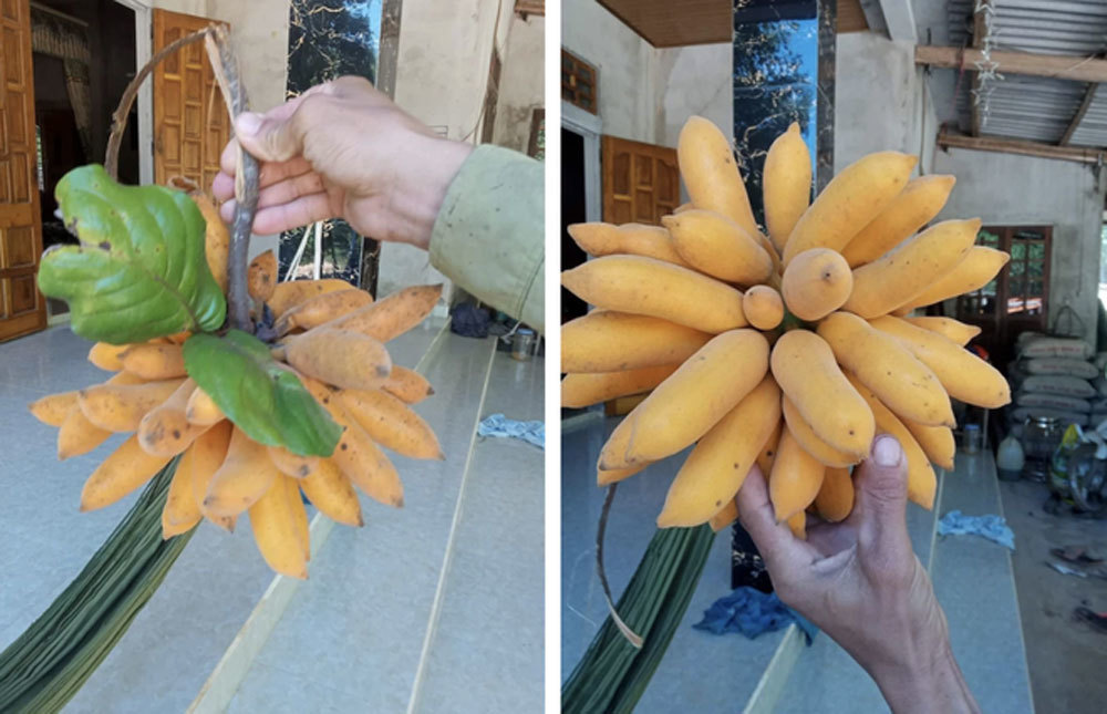 Thứ quả chỉ to hơn ngón tay, có tên lạ đời khiến nhiều người ngạc nhiên-1