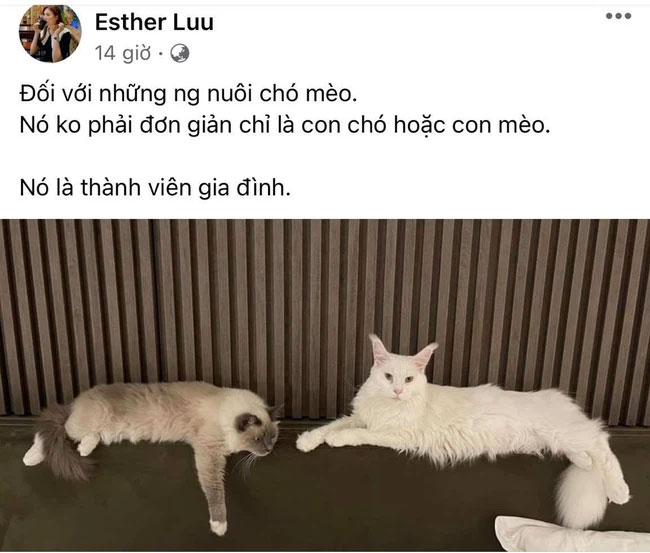Hari Won gây tranh cãi khi đăng đàn ẩn ý vụ hai bạn trẻ đưa mèo đi khám gặp chốt kiểm soát-1