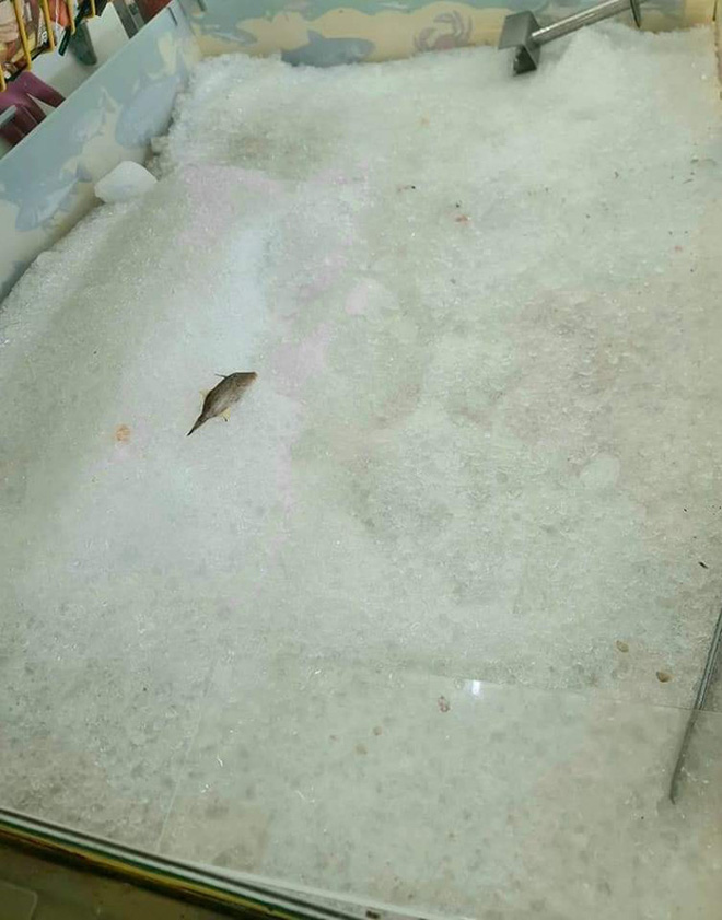 Chú cá cô đơn nhất trong siêu thị mùa dịch, ai nhìn qua cũng thương nhưng đành lắc đầu bỏ đi-2