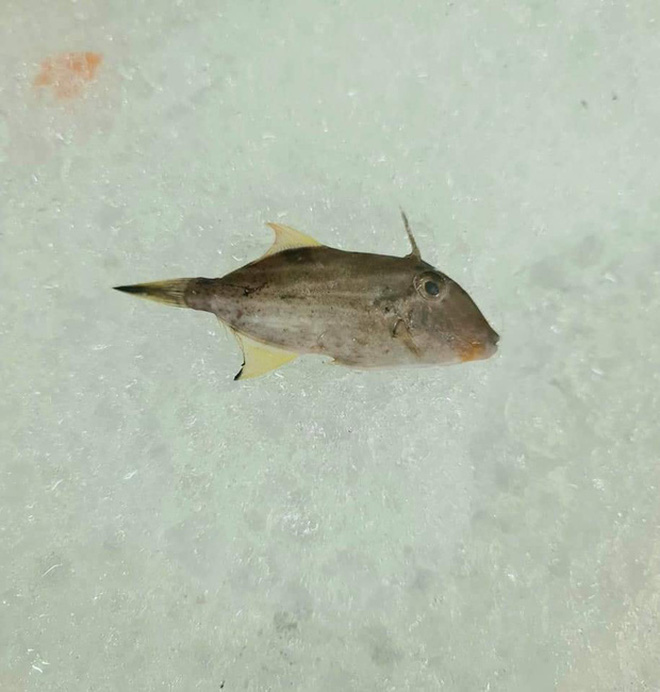 Chú cá cô đơn nhất trong siêu thị mùa dịch, ai nhìn qua cũng thương nhưng đành lắc đầu bỏ đi-3