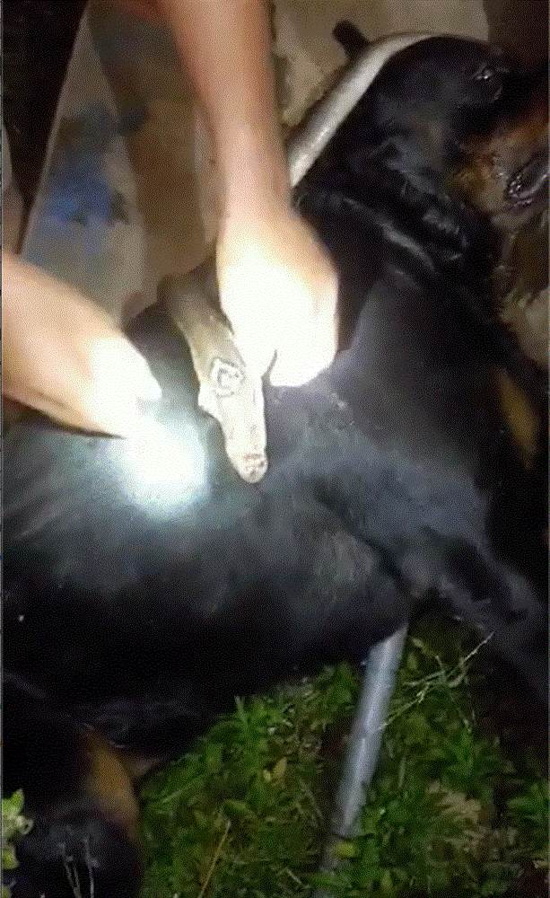 Kinh hãi rắn hổ mang khủng bò vào vườn nhà cắn chết con chó Pitbull 57kg ở Nghệ An-1
