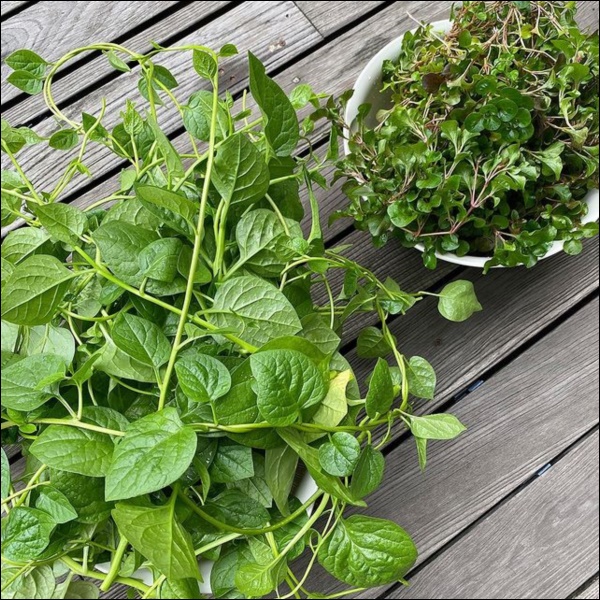 Ngày dịch rau xanh khan hiếm, khu vườn trong biệt thự triệu đô của Tăng Thanh Hà thật quý giá, đi một vòng có ngay bát canh ngon-3