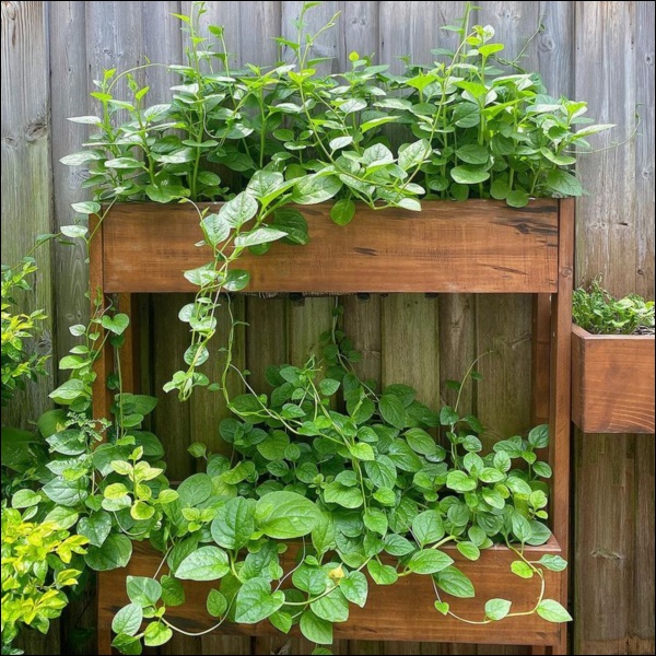 Ngày dịch rau xanh khan hiếm, khu vườn trong biệt thự triệu đô của Tăng Thanh Hà thật quý giá, đi một vòng có ngay bát canh ngon-4