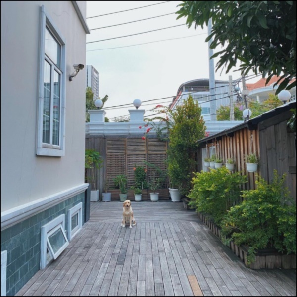 Ngày dịch rau xanh khan hiếm, khu vườn trong biệt thự triệu đô của Tăng Thanh Hà thật quý giá, đi một vòng có ngay bát canh ngon-10