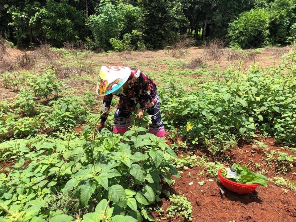 Theo chân Kiều Trinh thu hoạch vườn 11.000m2 với hàng chục loại rau, quả-6