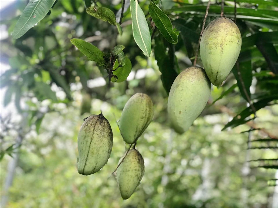 Theo chân Kiều Trinh thu hoạch vườn 11.000m2 với hàng chục loại rau, quả-11