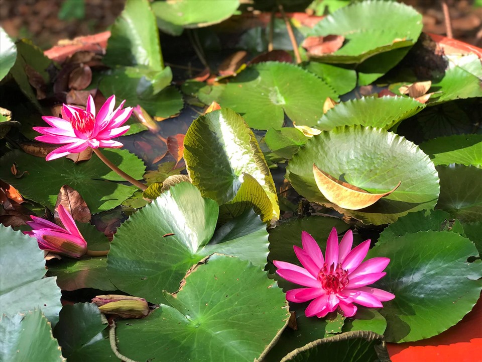 Theo chân Kiều Trinh thu hoạch vườn 11.000m2 với hàng chục loại rau, quả-17