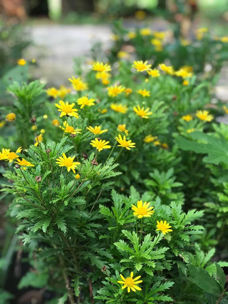 Theo chân Kiều Trinh thu hoạch vườn 11.000m2 với hàng chục loại rau, quả-18