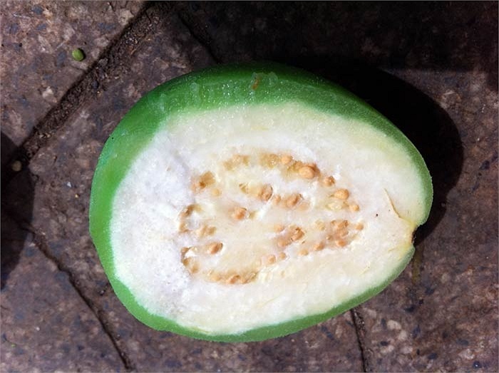 Người phụ nữ bán ổi ngâm hoá chất cho một nhóm học sinh rồi giới thiệu là Ổi Cò - đặc sản Đồng Tháp khiến nhiều người bất bình-2