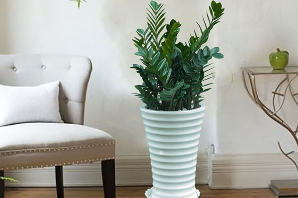 5 loại cây cảnh kích thước lớn mang lại may mắn nên trồng trong nhà-1