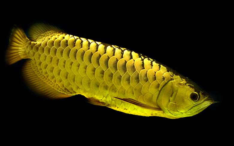 Loài cá đỏ như máu, mang ý nghĩa quyền quý và thịnh vượng được đại gia Việt săn mua-12