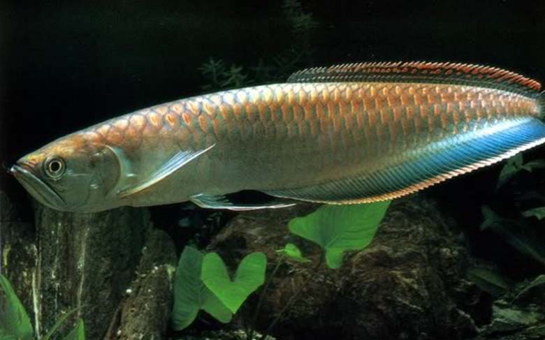 Loài cá đỏ như máu, mang ý nghĩa quyền quý và thịnh vượng được đại gia Việt săn mua-18