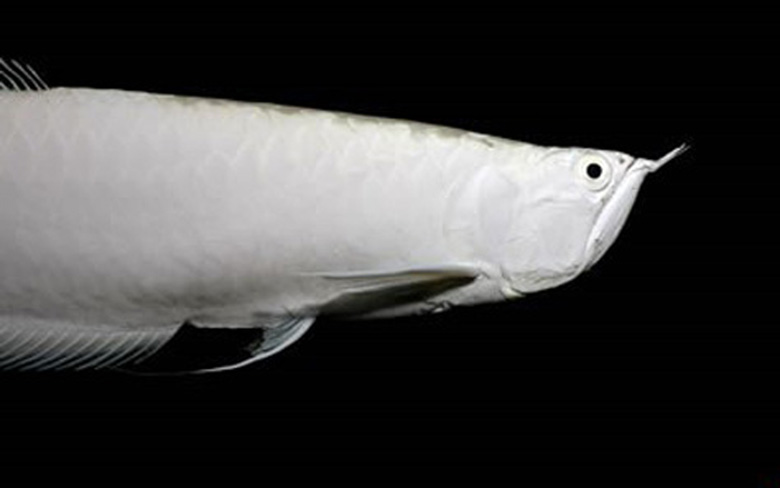 Loài cá đỏ như máu, mang ý nghĩa quyền quý và thịnh vượng được đại gia Việt săn mua-4