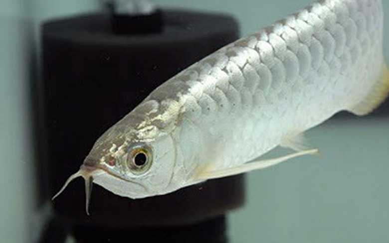 Loài cá đỏ như máu, mang ý nghĩa quyền quý và thịnh vượng được đại gia Việt săn mua-5