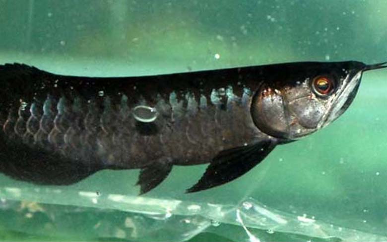 Loài cá đỏ như máu, mang ý nghĩa quyền quý và thịnh vượng được đại gia Việt săn mua-6