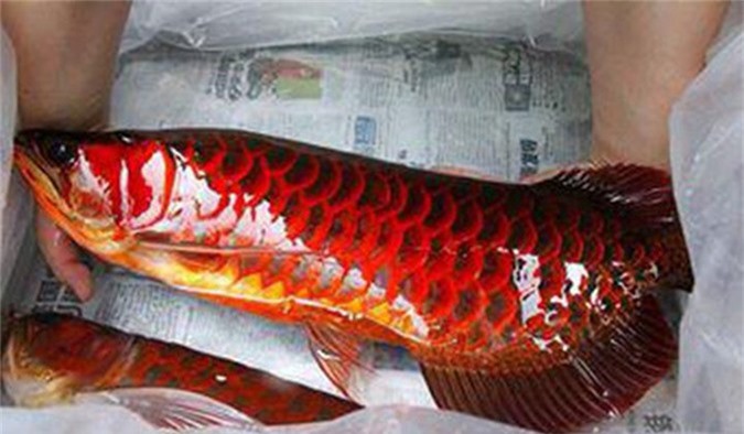 Loài cá đỏ như máu, mang ý nghĩa quyền quý và thịnh vượng được đại gia Việt săn mua-7