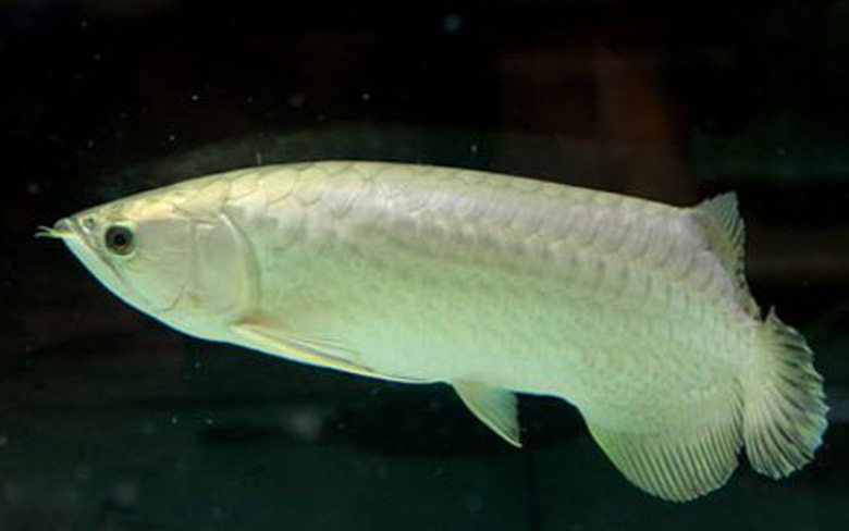 Loài cá đỏ như máu, mang ý nghĩa quyền quý và thịnh vượng được đại gia Việt săn mua-9