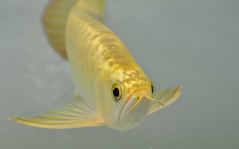 Loài cá đỏ như máu, mang ý nghĩa quyền quý và thịnh vượng được đại gia Việt săn mua-10