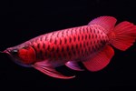 Việt Nam có loài cá đặc sản được coi như linh dược của đàn ông-4