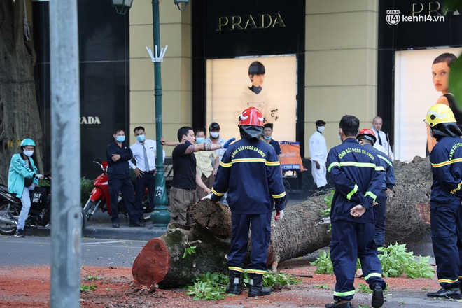 Hà Nội: Cây si bất ngờ bật gốc, đổ chắn ngang đường Lý Thái Tổ-6