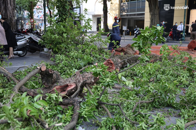 Hà Nội: Cây si bất ngờ bật gốc, đổ chắn ngang đường Lý Thái Tổ-5