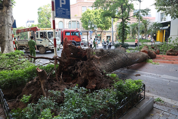 Hà Nội: Cây si bất ngờ bật gốc, đổ chắn ngang đường Lý Thái Tổ-1
