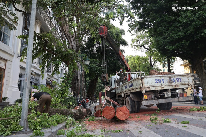 Hà Nội: Cây si bất ngờ bật gốc, đổ chắn ngang đường Lý Thái Tổ-11